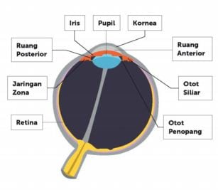 cara kerja sensor mata