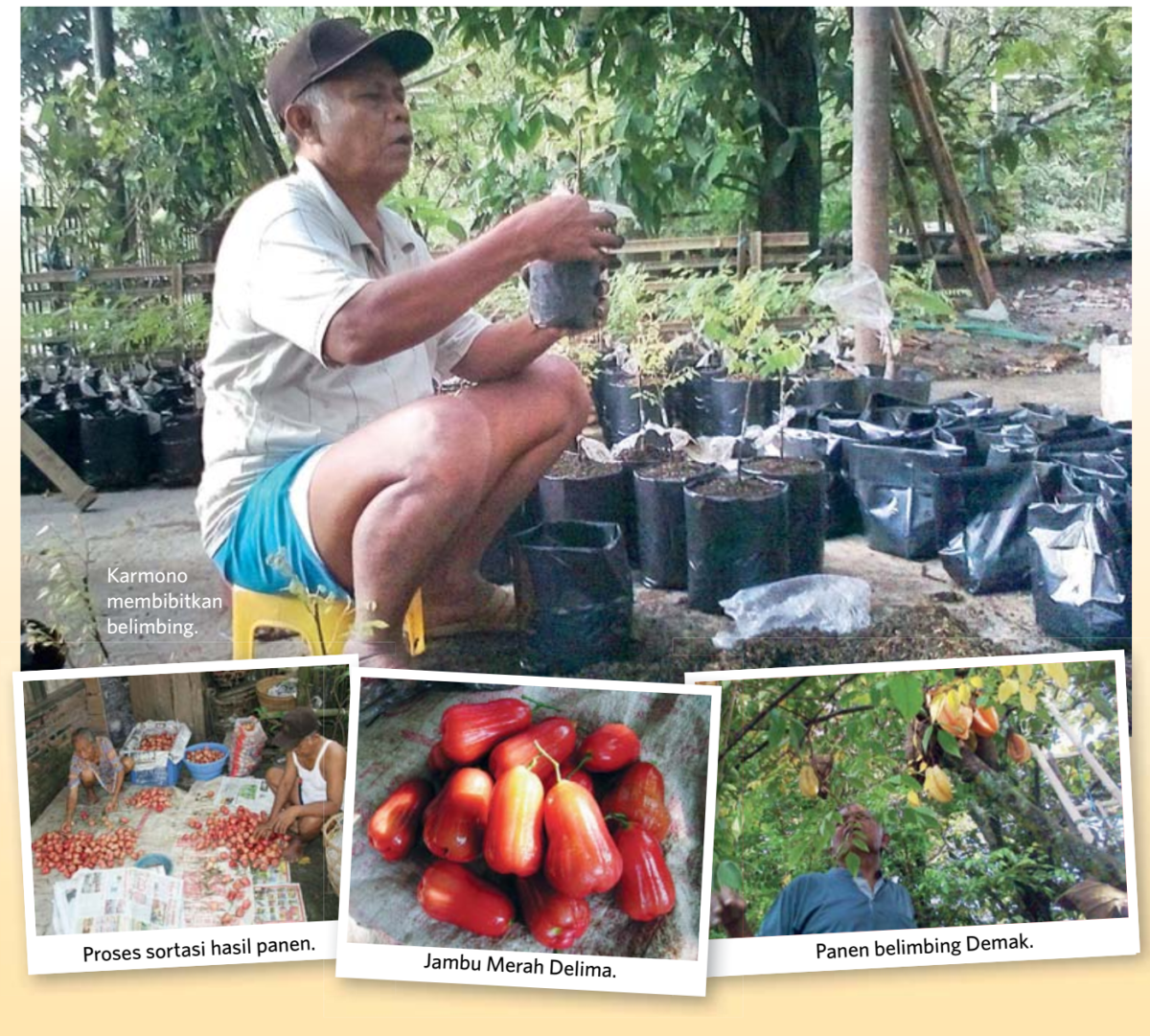 Ide Bisnis Budidaya Jambu Air dan Belimbing Demak