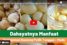 manfaat bawang lanang