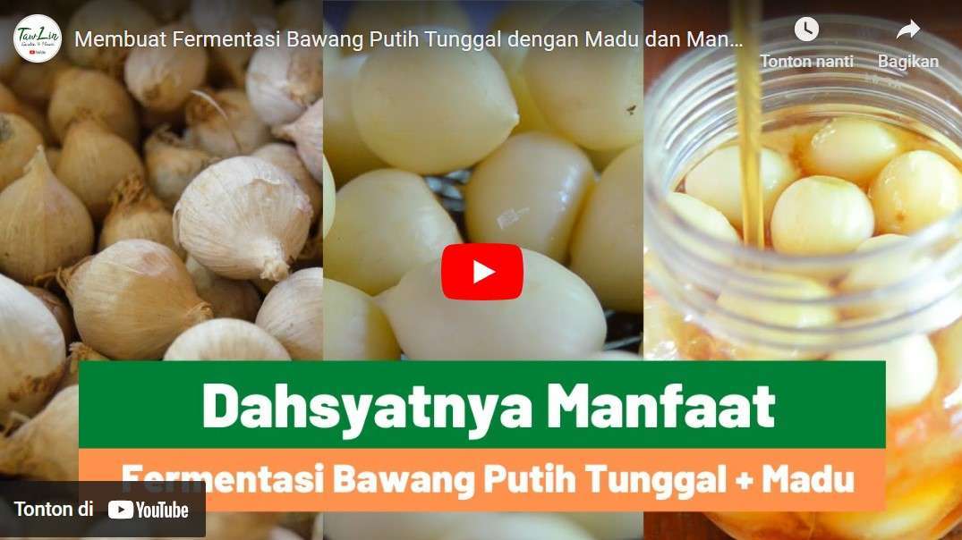 manfaat bawang lanang