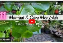 Manfaat Pegagan
