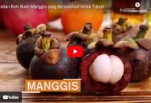 cara mengolah kulit manggis