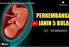 Perkembangan Janin 5 Bulan