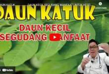 manfaat Daun Katu