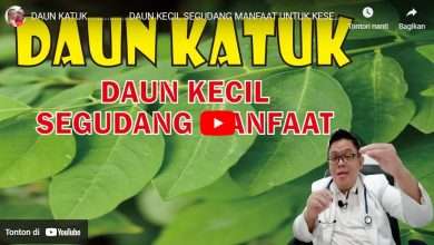 manfaat Daun Katu