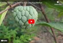 Manfaat Daun Srikaya
