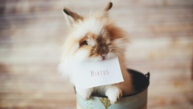 apa itu hiatus