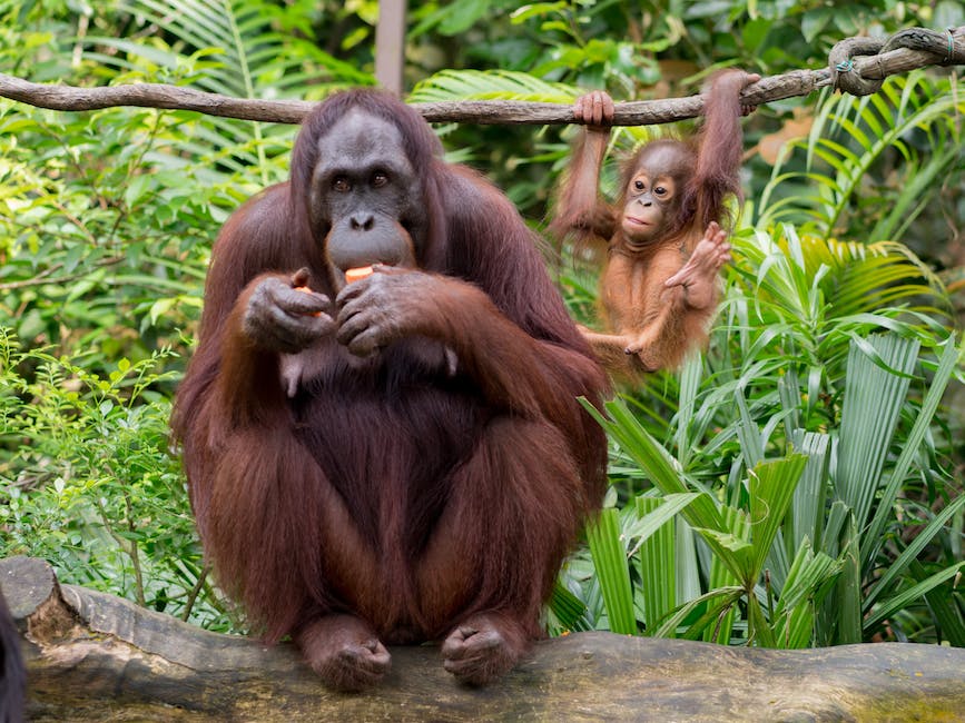 kayu berkhasiat dari kalimantan