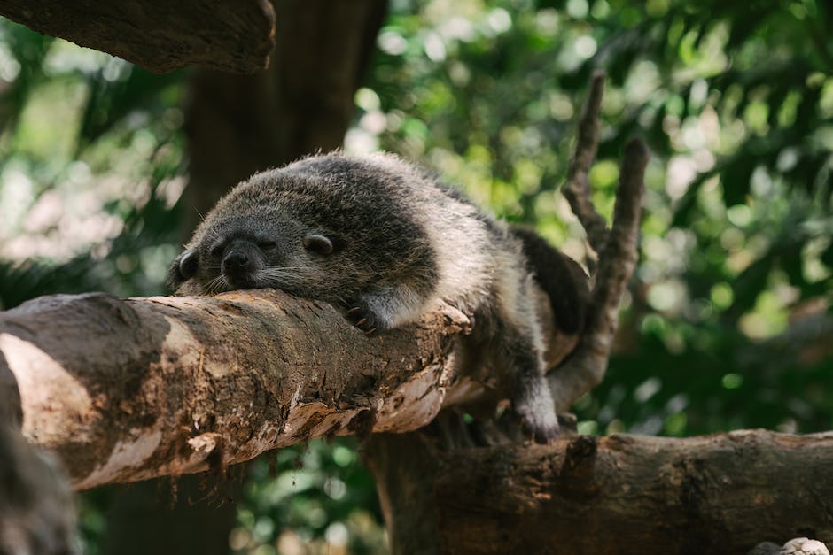 makanan musang