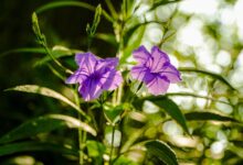 Tren Twitter Jepang - Bokeh Jepang Tanpa Sensor