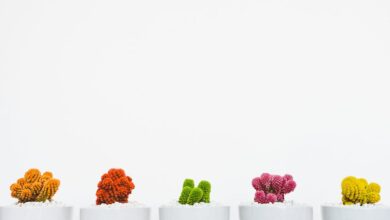 Tips Merawat Tanaman Bonsai agar Tumbuh Sehat dan Indah
