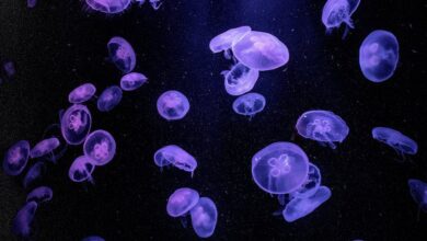 Tips Perawatan Sederhana untuk Kulit Glowing Alami