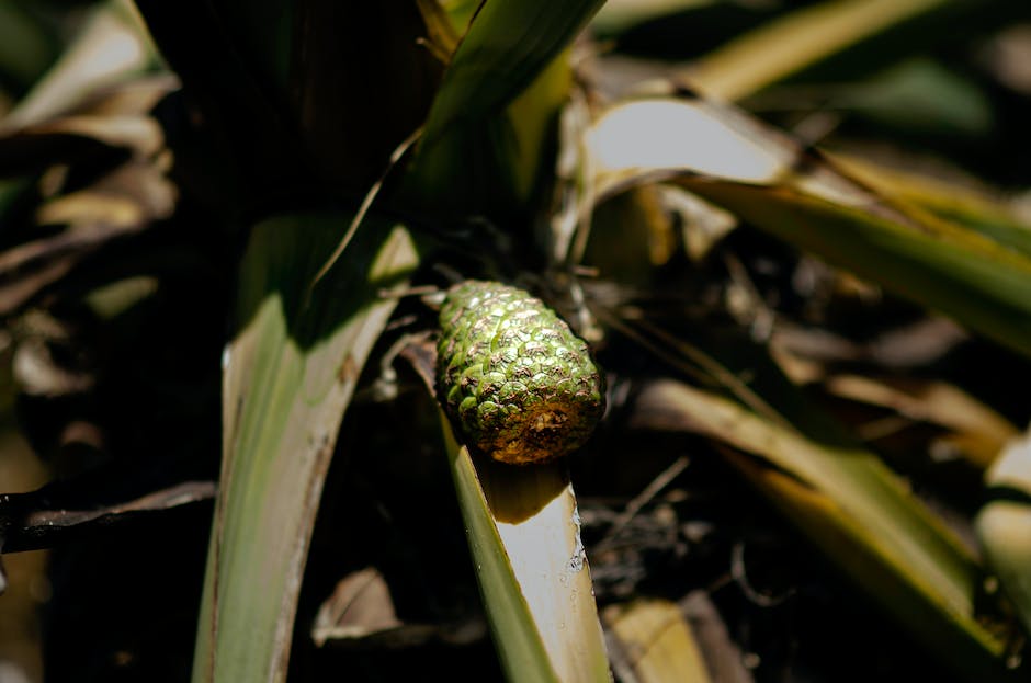 khasiat daun pandan