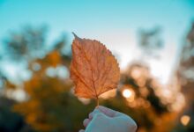 The 2019 Bokeh Museum Paket Panas: Nxxxxs Vinyl Price in India