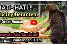 Kucing Berantem Pertanda Apa Menurut Islam