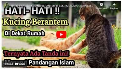 Kucing Berantem Pertanda Apa Menurut Islam