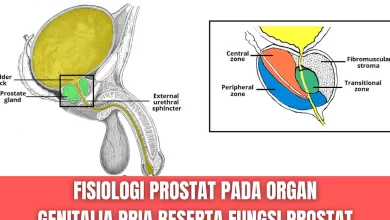 Apa Itu Prostat pada Pria