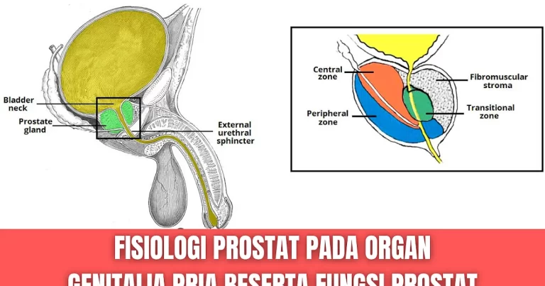 Apa Itu Prostat pada Pria