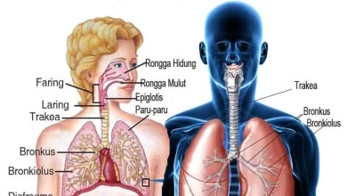 Apa Saja Organ Pernapasan pada Manusia