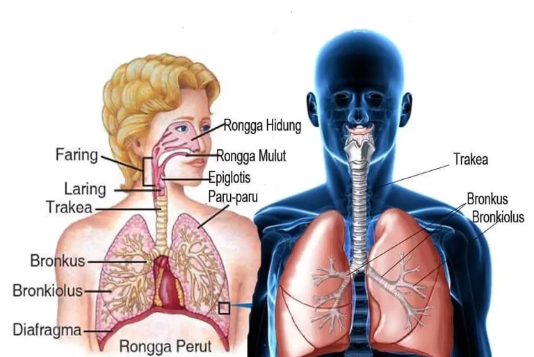 Apa Saja Organ Pernapasan pada Manusia