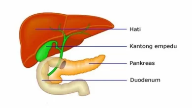 Fungsi Empedu pada Manusia: Sebuah Tinjauan Mendalam