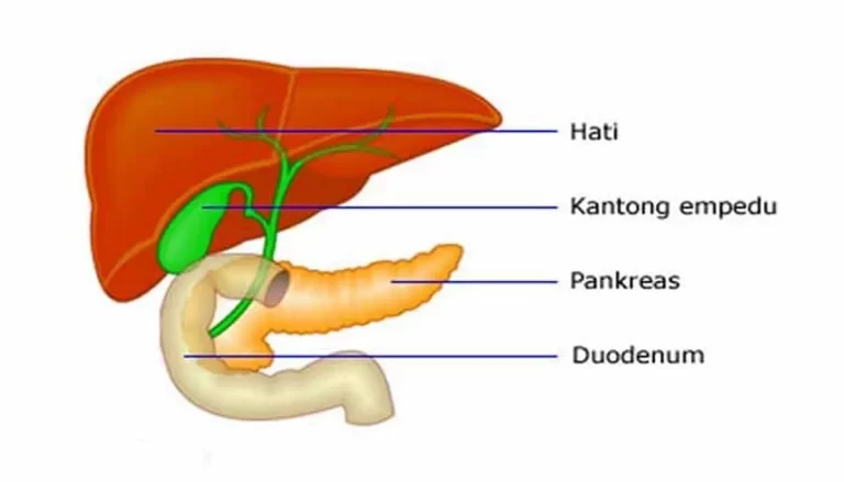 Fungsi Empedu pada Manusia: Sebuah Tinjauan Mendalam