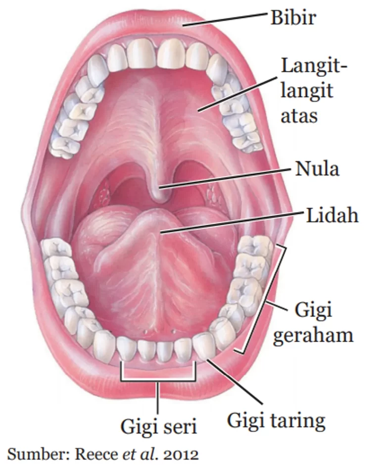 Fungsi Lidah dan Kelenjar Air Liur dalam Proses Mulut