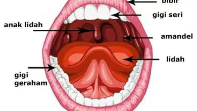 Fungsi Mulut pada Manusia: Pengenalan dan Pentingnya