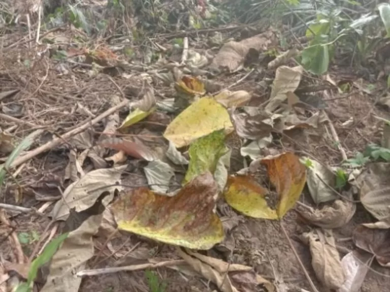 Keterkaitan Pohon Jati dengan Ekosistem