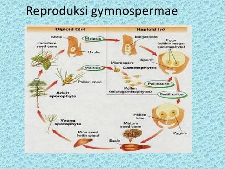 Manfaat Reproduksi yang Berkelanjutan pada Gymnospermae