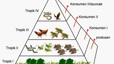 Mengenal Aliran Energi dalam Rantai Makanan