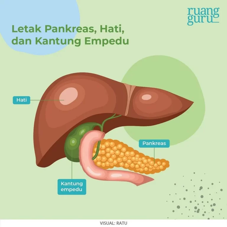 Mitos dan Fakta seputar Empedu