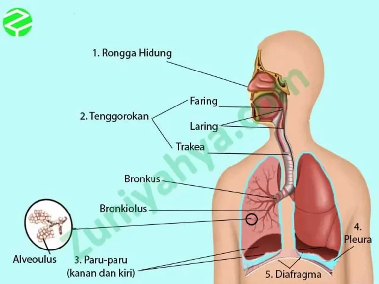 Organ Pernapasan Manusia: Menggali Gangguan, Penyakit, dan Solusinya