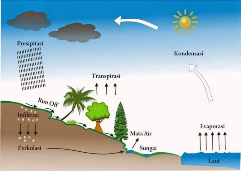 Pentingnya Daun dalam Siklus Hidrologi