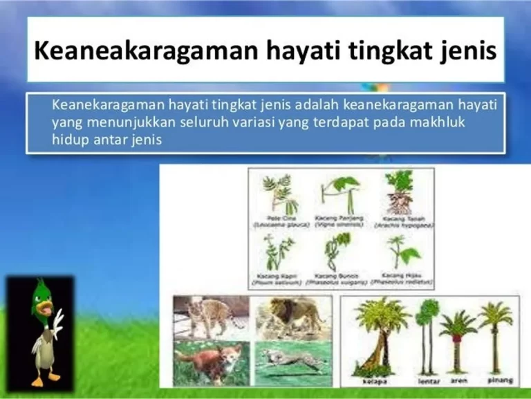 Pentingnya Pemahaman Reproduksi Gymnospermae dalam Konservasi