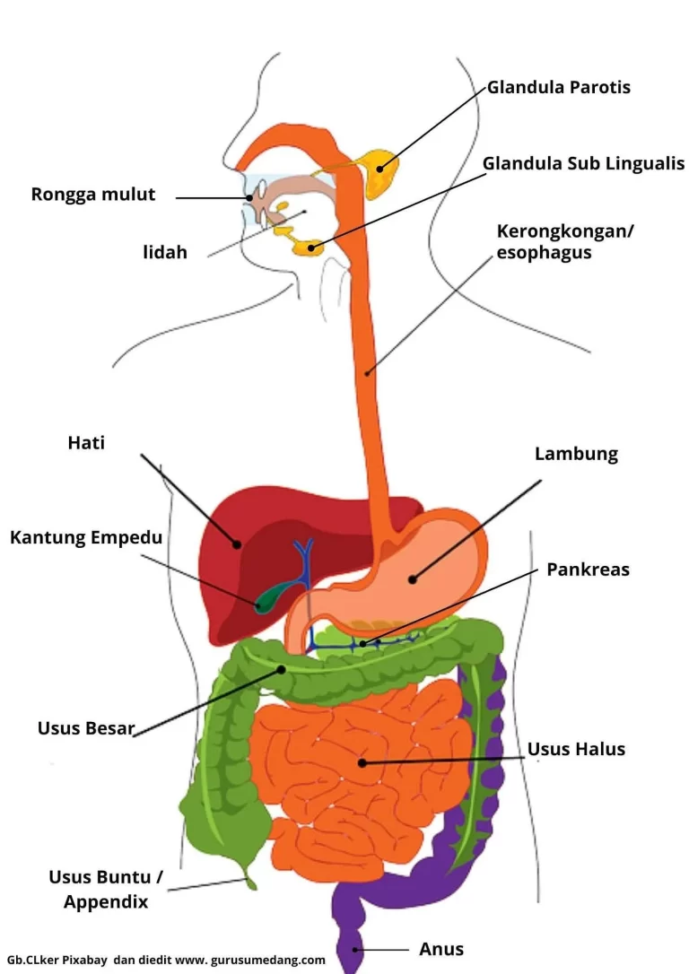 Peran Empedu dalam Penyerapan Nutrisi