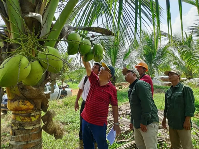 Perjalanan Kelapa dari Legenda ke Dunia Nyata