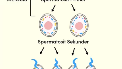 Proses Pembentukan Sel Sperma dan Jumlah Kromosomnya