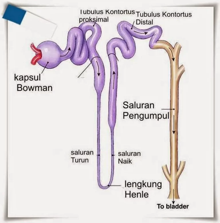 Proses Pembentukan Urine: Menjaga Kesehatan Ginjal dengan Bijak