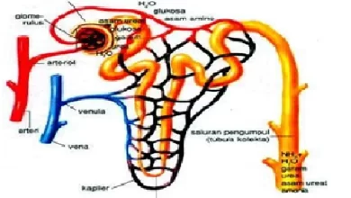 Proses Pembentukan Urine pada Manusia