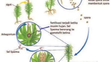 Proses Reproduksi pada Tumbuhan Gymnospermae