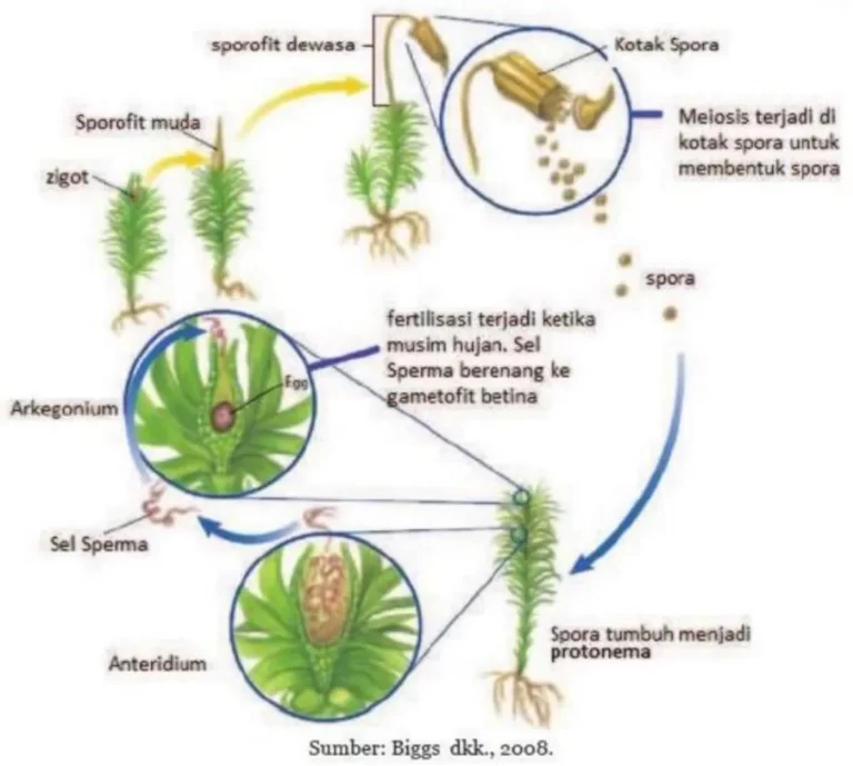 Proses Reproduksi pada Tumbuhan Gymnospermae