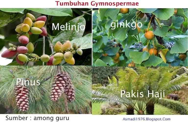 Struktur Reproduksi Gymnospermae