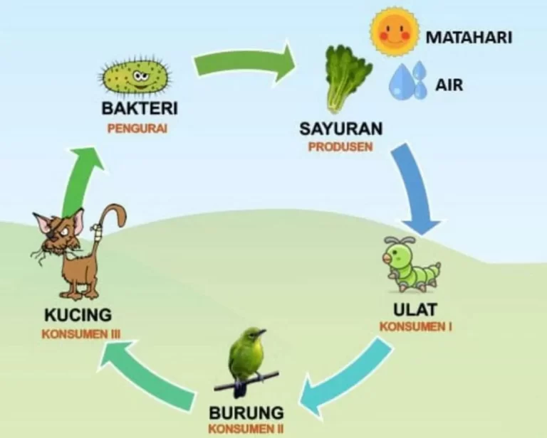 Studi Kasus: Aliran Energi dalam Ekosistem Tertentu