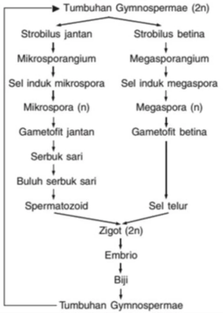 Tantangan dan Ancaman pada Reproduksi Gymnospermae